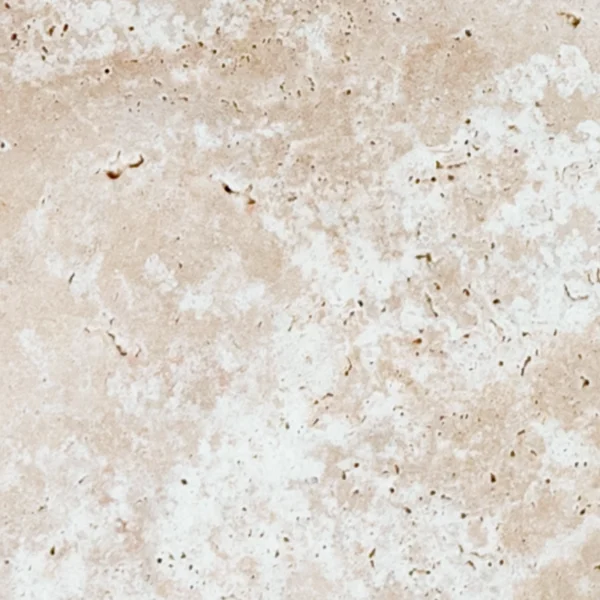 Detail view of Ivory 24x24 Tumbled Travertine paver showing creamy ivory color variation and porous texture — durable natural stone paver for exterior flooring.